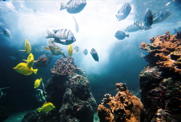  Maui Ocean Center 
