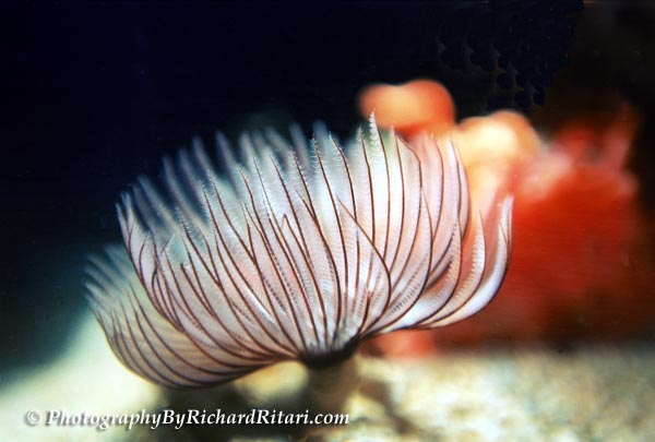  Sea Anemone 