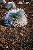  Silver Sword Plant 